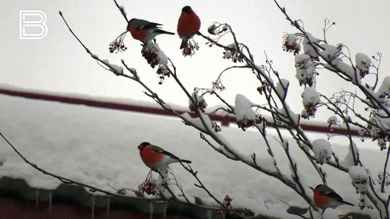 Весна в Мурманской области начнется с небольшого снегопада